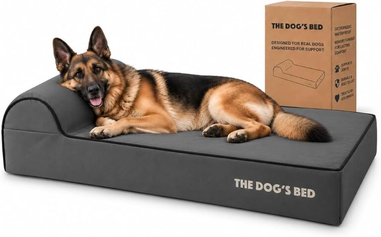 Best Dog Beds (2026): The Complete Guide to Every Type